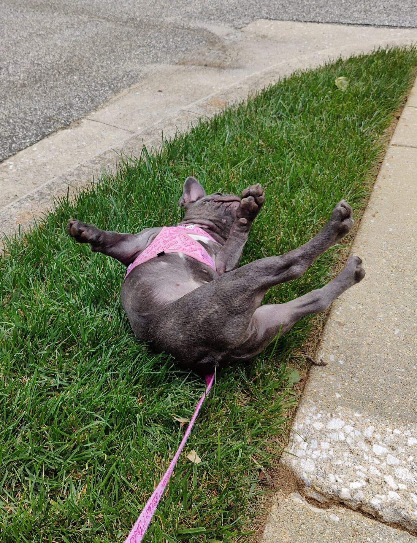 Dog walk